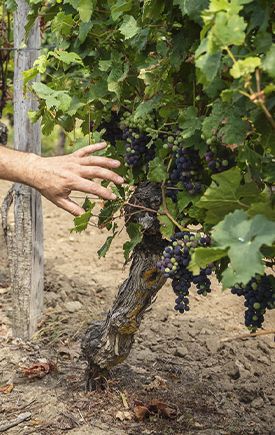 Piliers Techniques, soins des vignes